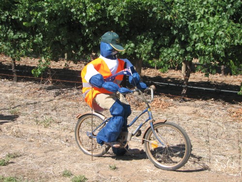 A "cyclist" training for the Tour Down Under near Watervale A "cyclist" training for the Tour Down Under near Watervale