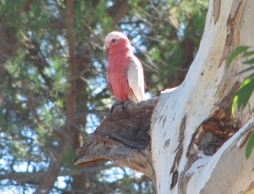 Galah at Tintinara, SE South Australia Galah at Tintinara, SE South Australia