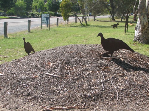 Simulated Malleefowl nest, Tintinara, SE South Australia Simulated Malleefowl nest, Tintinara, SE South Australia