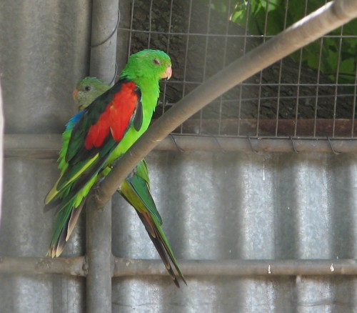 Red-winged Parrot in aviary, Pinnaroo, South Australia Red-winged Parrot in aviary, Pinnaroo, South Australia