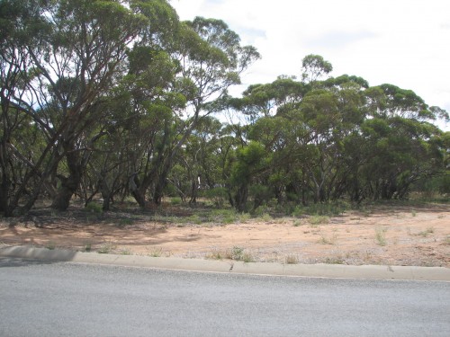 Mallee scrubland in Pinnaroo, South Australia Mallee scrubland in Pinnaroo, South Australia