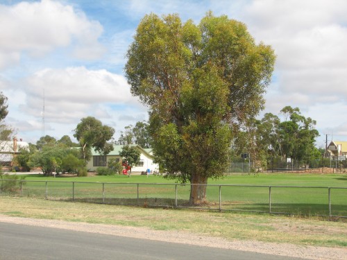 School grounds, Pinnaroo, South Australia School grounds, Pinnaroo, South Australia