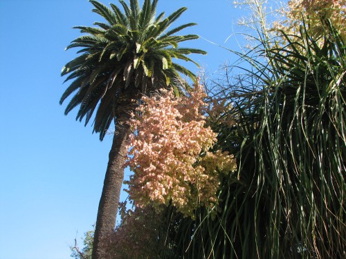 Adelaide Botanic Gardens, South Australia Adelaide Botanic Gardens, South Australia