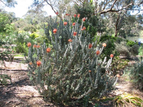 Wittunga Botanic Gardens, Blackwood, South Australia Wittunga Botanic Gardens, Blackwood, South Australia