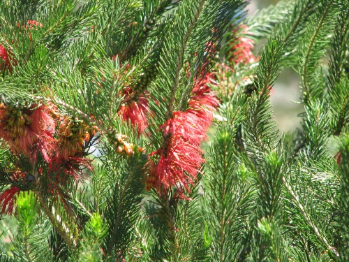 Wittunga Botanic Gardens, Blackwood, South Australia Wittunga Botanic Gardens, Blackwood, South Australia