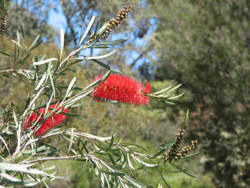 Wittunga Botanic Gardens, Blackwood, South Australia Wittunga Botanic Gardens, Blackwood, South Australia
