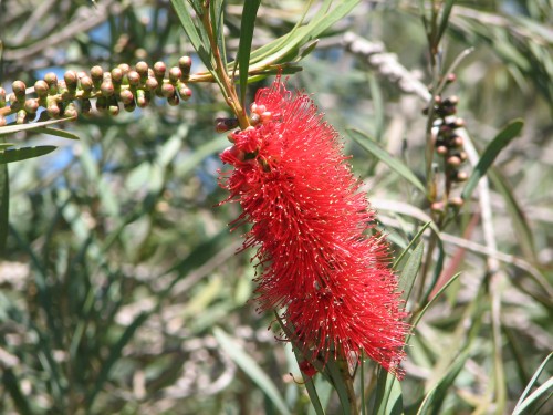 Wittunga Botanic Gardens, Blackwood, South Australia Wittunga Botanic Gardens, Blackwood, South Australia
