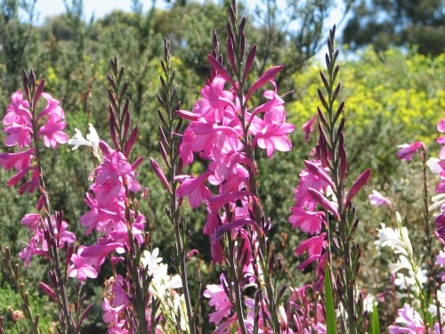 Wittunga Botanic Gardens, Blackwood, South Australia Wittunga Botanic Gardens, Blackwood, South Australia