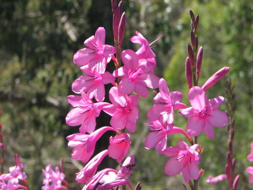 Wittunga Botanic Gardens, Blackwood, South Australia Wittunga Botanic Gardens, Blackwood, South Australia