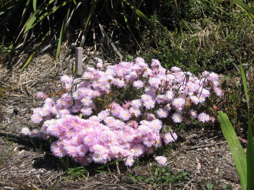 Wittunga Botanic Gardens, Blackwood, South Australia Wittunga Botanic Gardens, Blackwood, South Australia