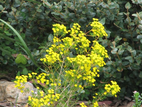 Flowers in a friend's garden