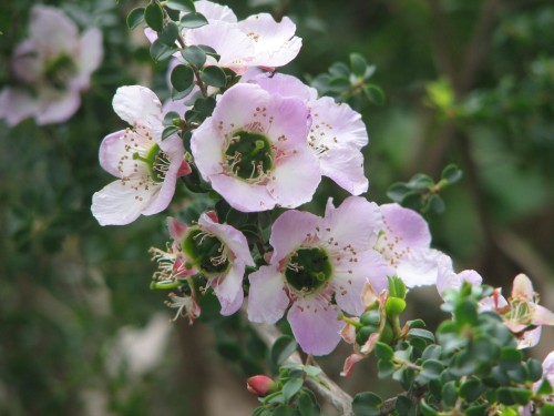 Flowers in a friend's garden