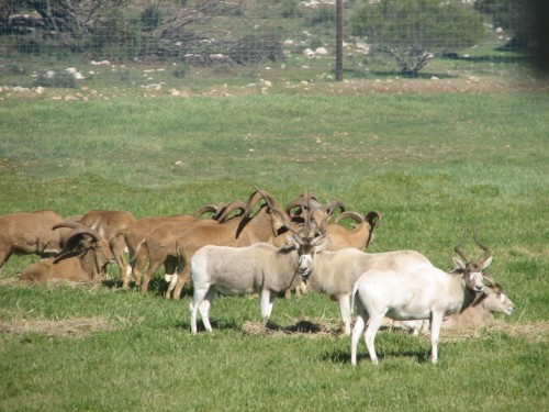 Addax and Barbary Sheep, Monarto Zoo, South Australia Addax and Barbary Sheep, Monarto Zoo, South Australia