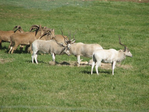 Addax and Barbary Sheep, Monarto Zoo, South Australia Addax and Barbary Sheep, Monarto Zoo, South Australia