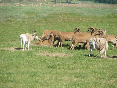 Addax and Barbary Sheep, Monarto Zoo, South Australia Addax and Barbary Sheep, Monarto Zoo, South Australia