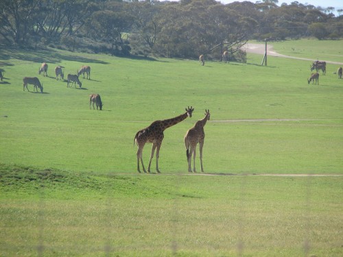 Giraffes at Monarto Zoo, South Australia Giraffes at Monarto Zoo, South Australia