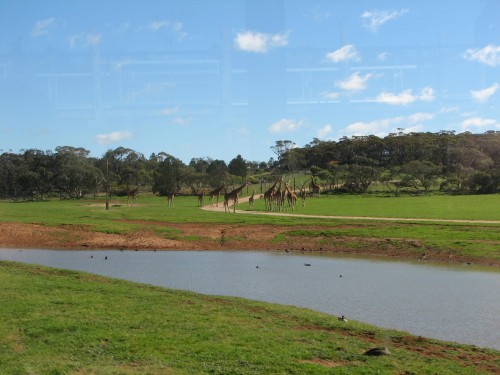 Giraffes at Monarto Zoo, South Australia Giraffes at Monarto Zoo, South Australia