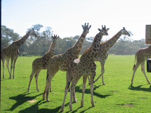 Giraffes at Monarto Zoo, South Australia Giraffes at Monarto Zoo, South Australia