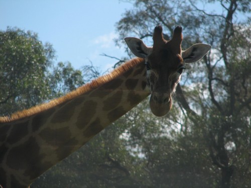 Giraffe at Monarto Zoo, South Australia Giraffe at Monarto Zoo, South Australia