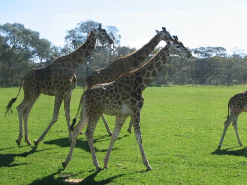 Giraffes at Monarto Zoo, South Australia Giraffes at Monarto Zoo, South Australia