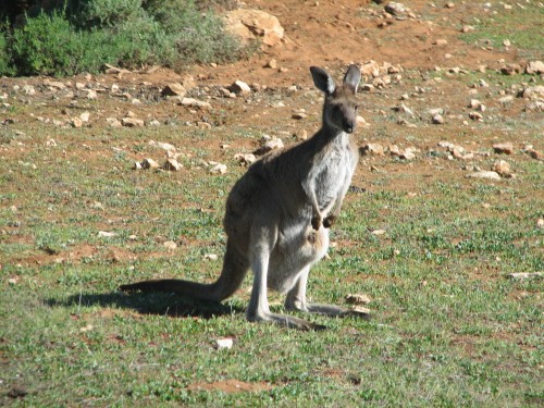 Western Grey Kangaroo (with joey), Monarto Zoo, South Australia Western Grey Kangaroo (with joey), Monarto Zoo, South Australia