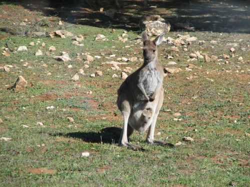 Western Grey Kangaroo (with joey), Monarto Zoo, South Australia Western Grey Kangaroo (with joey), Monarto Zoo, South Australia