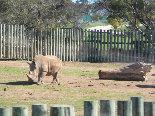 Southern White Rhinoceros, Monarto Zoo, South Australia Southern White Rhinoceros, Monarto Zoo, South Australia