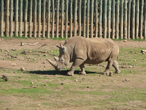 Southern White Rhinoceros, Monarto Zoo, South Australia Southern White Rhinoceros, Monarto Zoo, South Australia