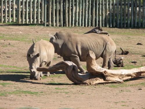 Southern White Rhinoceros, Monarto Zoo, South Australia Southern White Rhinoceros, Monarto Zoo, South Australia