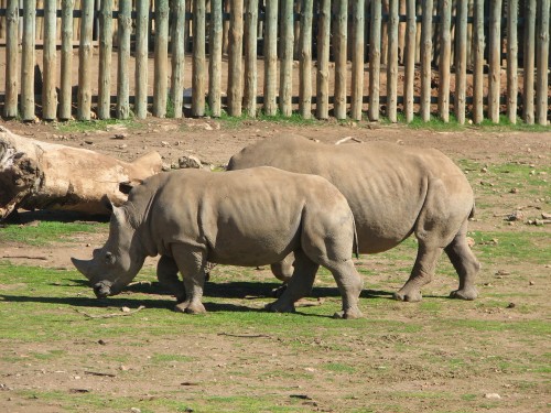 Southern White Rhinoceros, Monarto Zoo, South Australia Southern White Rhinoceros, Monarto Zoo, South Australia
