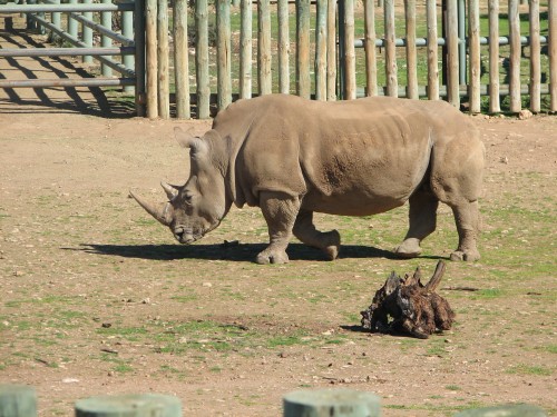 Southern White Rhinoceros, Monarto Zoo, South Australia Southern White Rhinoceros, Monarto Zoo, South Australia