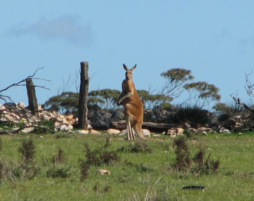 Red Kangaroo, Monarto Zoo, South Australia Red Kangaroo, Monarto Zoo, South Australia