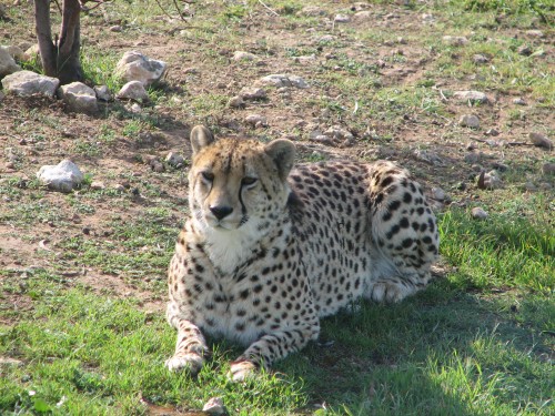 Cheetahs, Monarto Zoo, South Australia