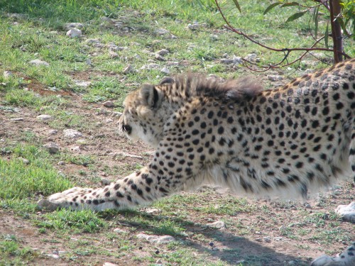 Cheetahs, Monarto Zoo, South Australia