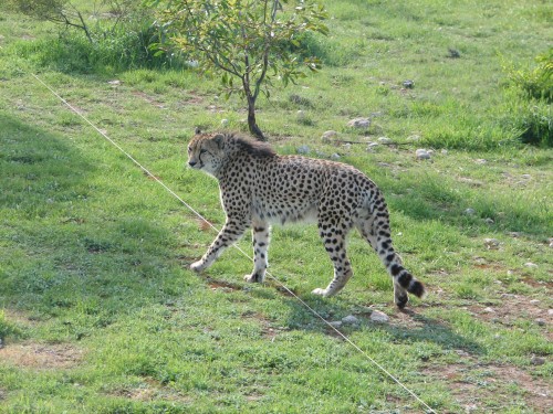 Cheetahs, Monarto Zoo, South Australia