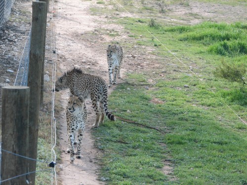 Cheetahs, Monarto Zoo, South Australia
