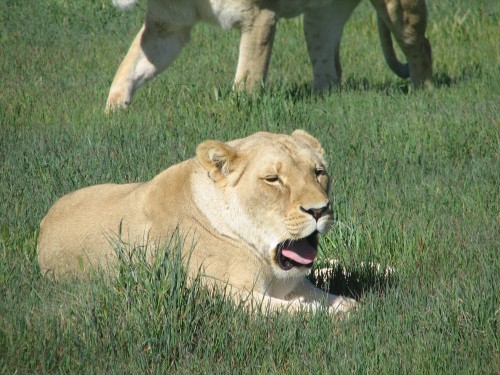 Lions, Monarto Zoo, South Australia
