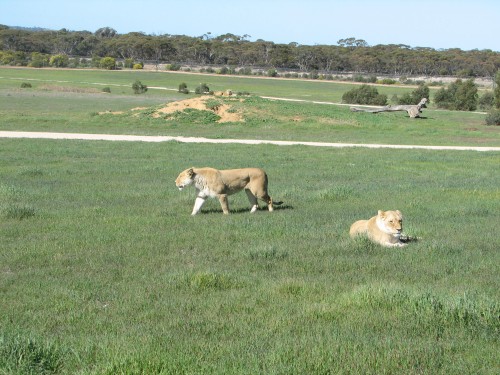 Lions, Monarto Zoo, South Australia