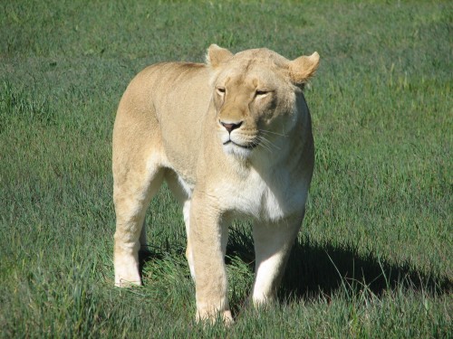 Lions, Monarto Zoo, South Australia