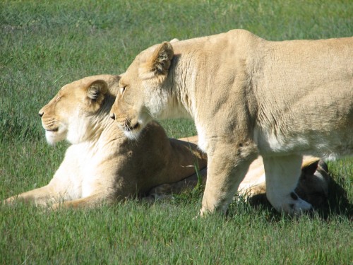 Lions, Monarto Zoo, South Australia