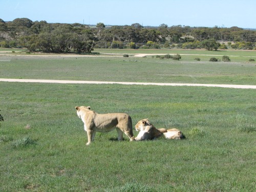 Lions, Monarto Zoo, South Australia