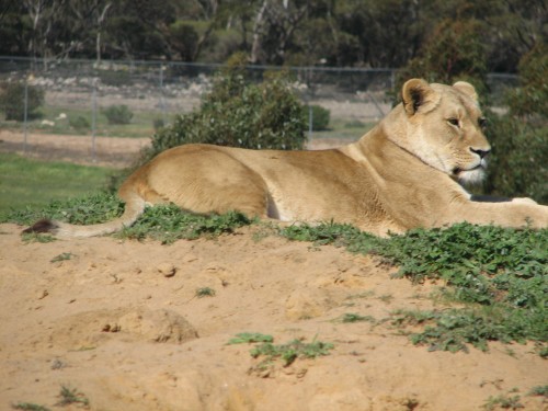 Lions, Monarto Zoo, South Australia