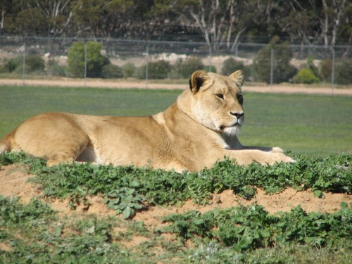 Lions, Monarto Zoo, South Australia