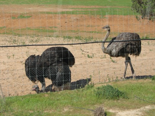 Male (L) and female (R) Ostriches at Monarto Zoo Male (L) and female (R) Ostriches at Monarto Zoo