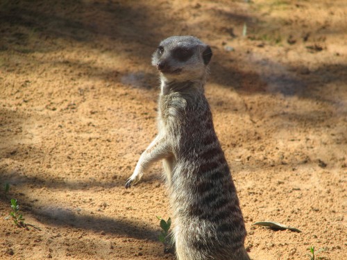 Meerkat at Monarto Zoo, South Australia Meerkat at Monarto Zoo, South Australia