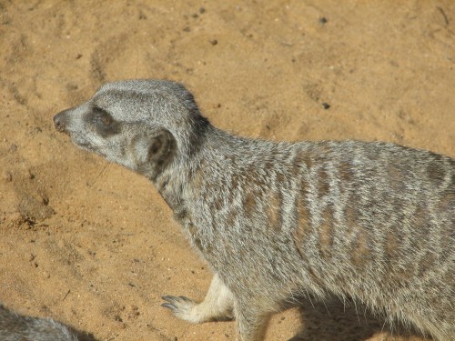 Meerkat at Monarto Zoo, South Australia Meerkat at Monarto Zoo, South Australia