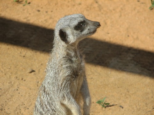 Meerkat at Monarto Zoo, South Australia Meerkat at Monarto Zoo, South Australia