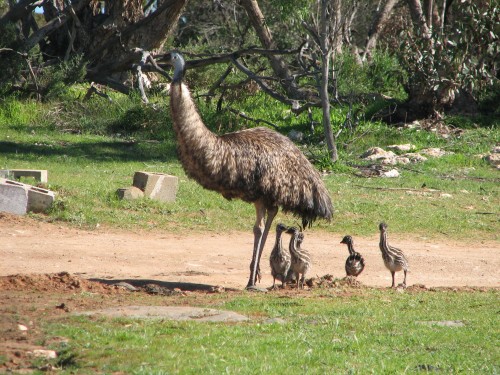 Male Emu with chicks at Monarto Zoo, South Australia