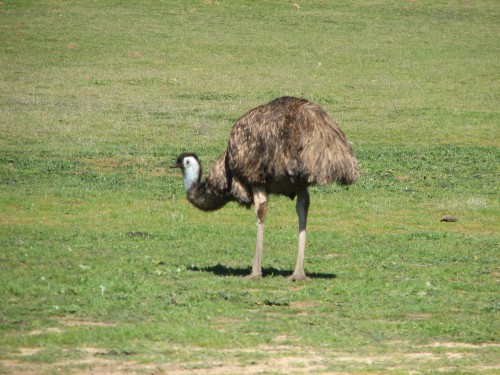 Emu at Monarto Zoo, South Australia