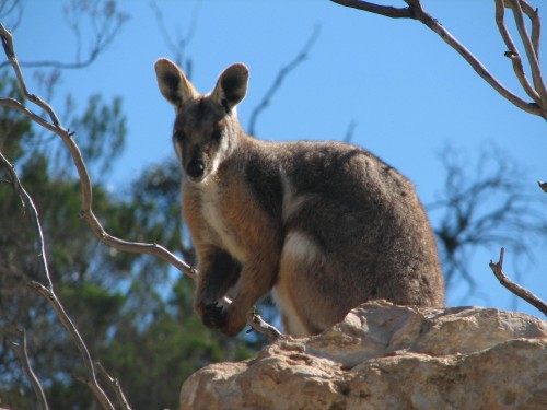 Yellow-footed Rock Wallaby, Monarto Zoo, South Australia Yellow-footed Rock Wallaby, Monarto Zoo, South Australia